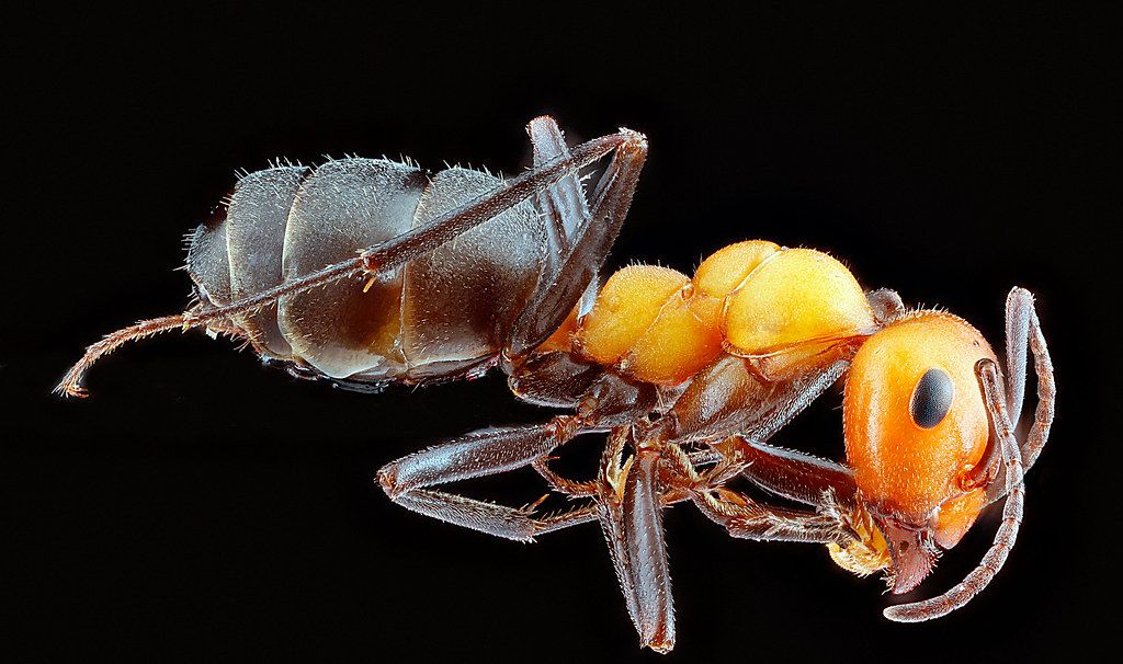 Ant Control service in McKinney, TX