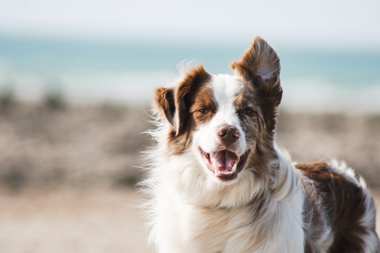 Flea & Tick Control service in McKinney, TX