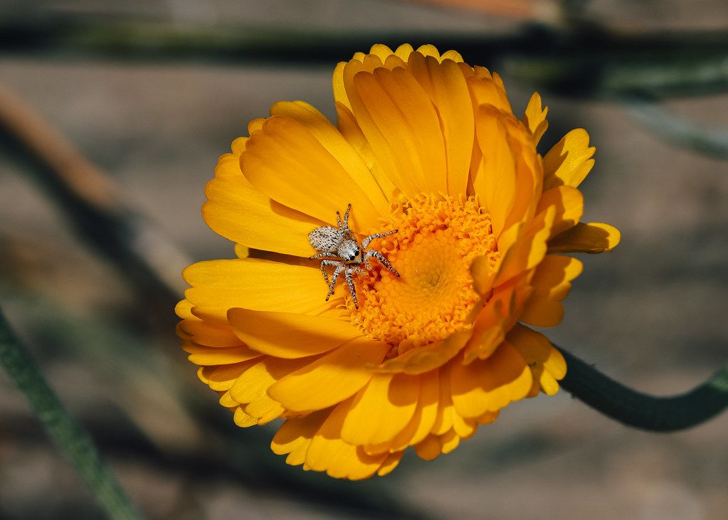 Spider Control service in McKinney, TX